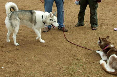 Husky Exchange 03072009 01.JPG